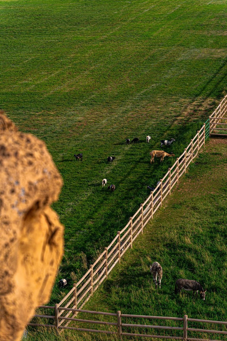 Natural landscape, Bird's eye view, Animals