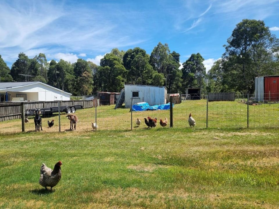 Natural landscape, Animals