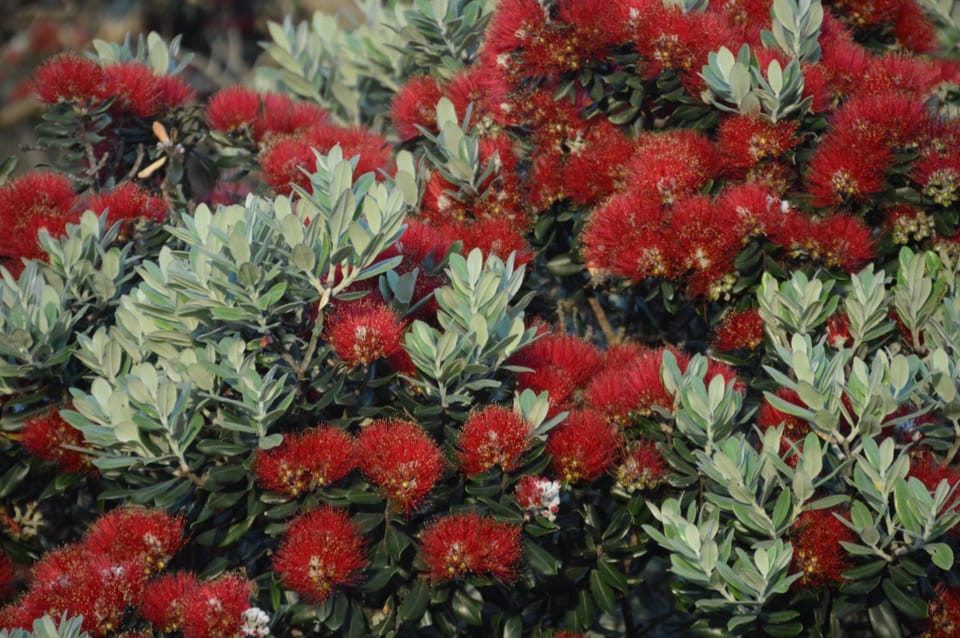 Bethells Beach Cottages Apartment hotel in Auckland