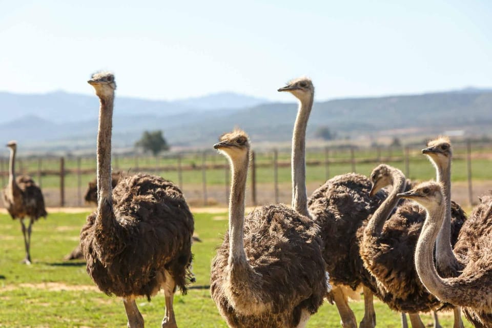 Day, Animals