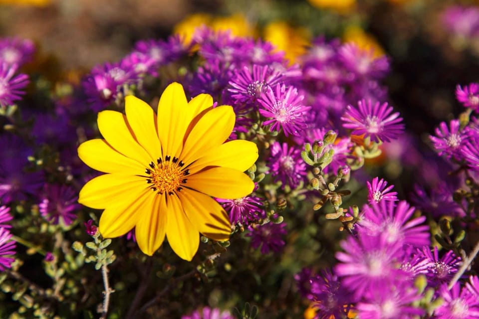 Spring, Day, Garden