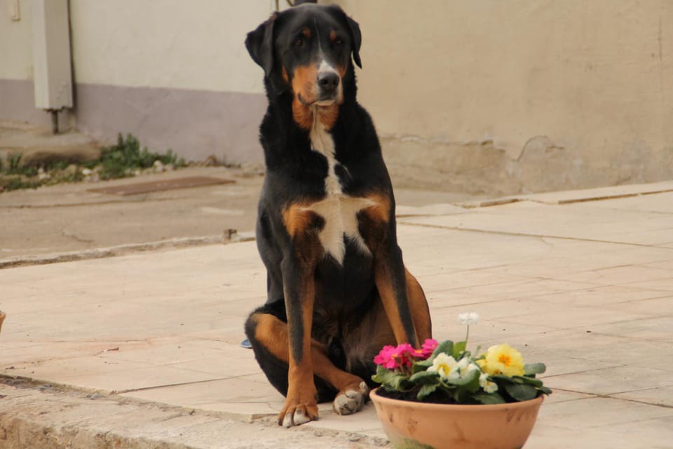 Animals, Pets