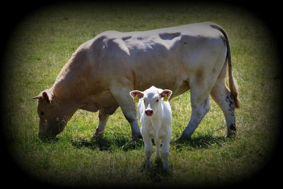 Animals