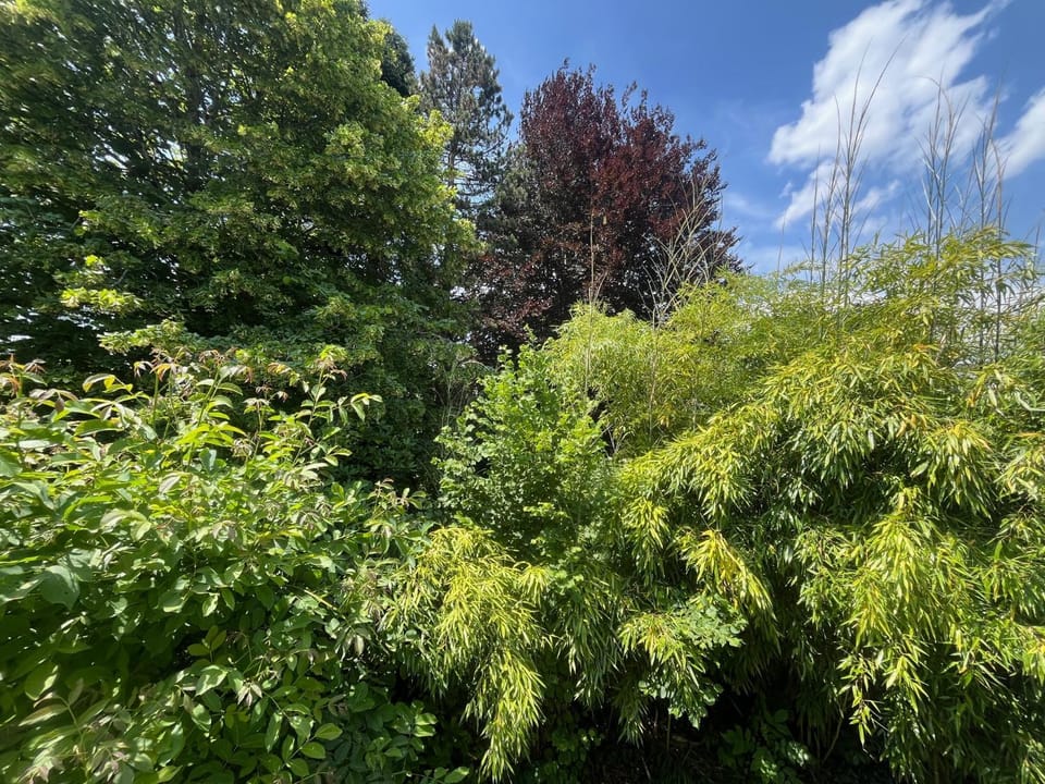 Garden view