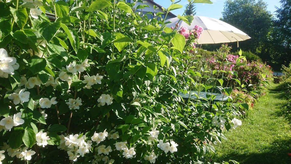 Apartmany u Lipno Apartment in Lipno nad Vltavou