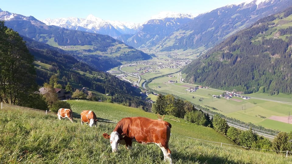 Nesterhof Apartment in Tyrol