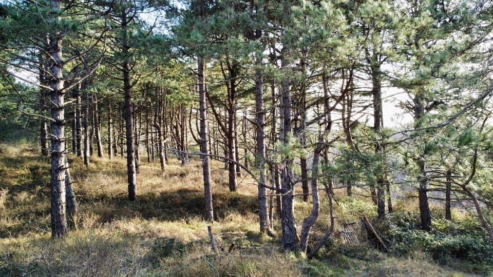 Spring, Natural landscape, Garden, Garden, On site, Garden view, Garden view, Location