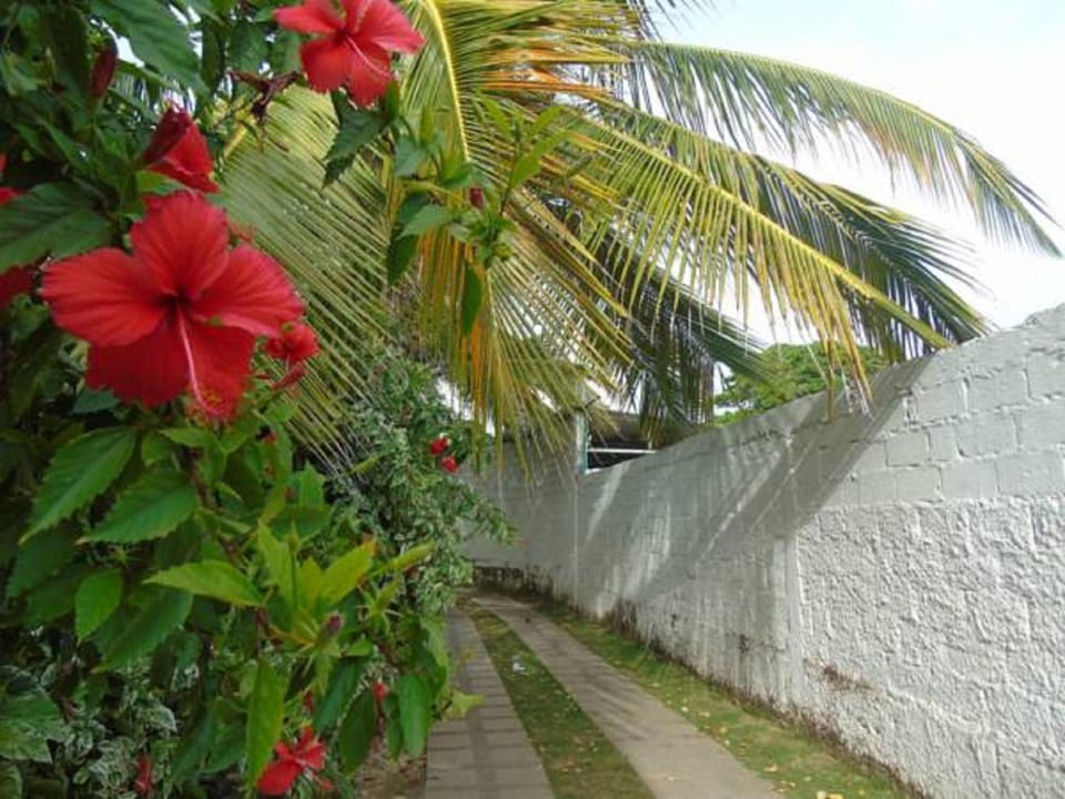 Natural landscape, Garden view