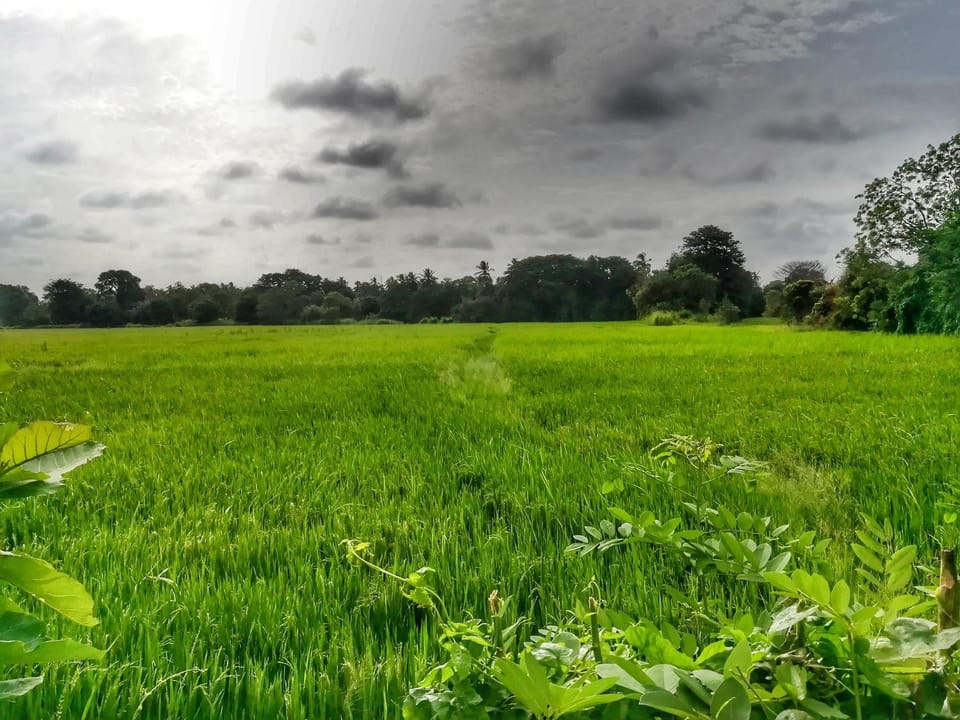 Natural landscape, Garden, Garden view