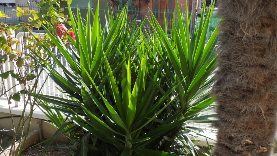Garden view