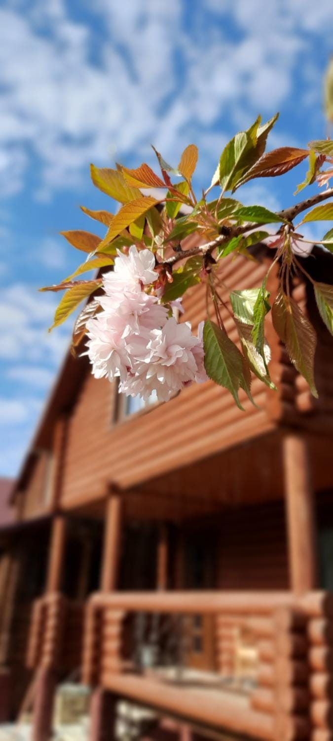 Spring