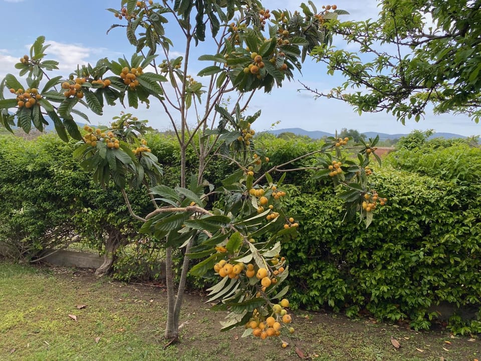 Garden, Garden view, Garden view