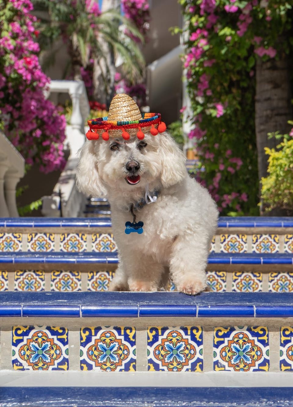 Pets, pet friendly