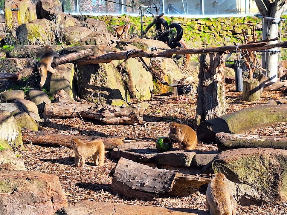 Nearby landmark, Natural landscape, Animals