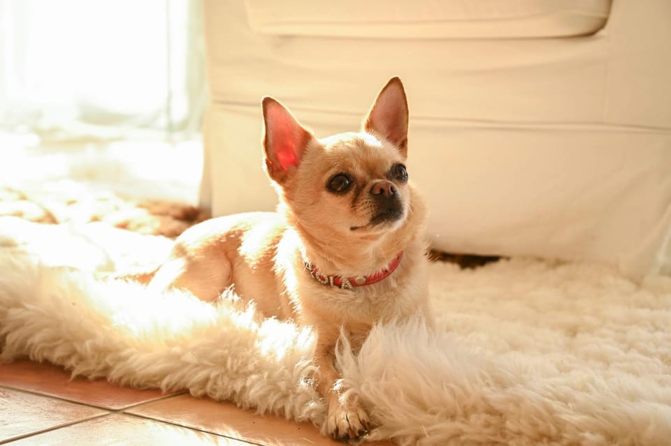 Pets, pet friendly, pet friendly