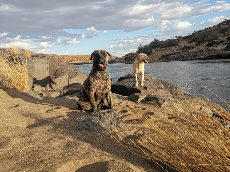 Natural landscape, Pets