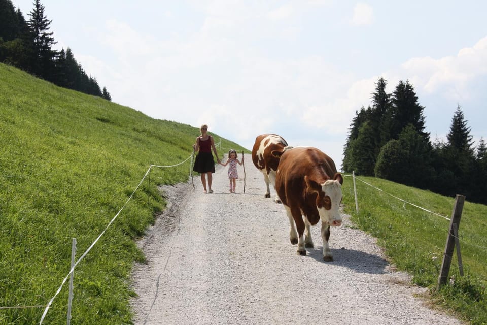 Natural landscape, Pets