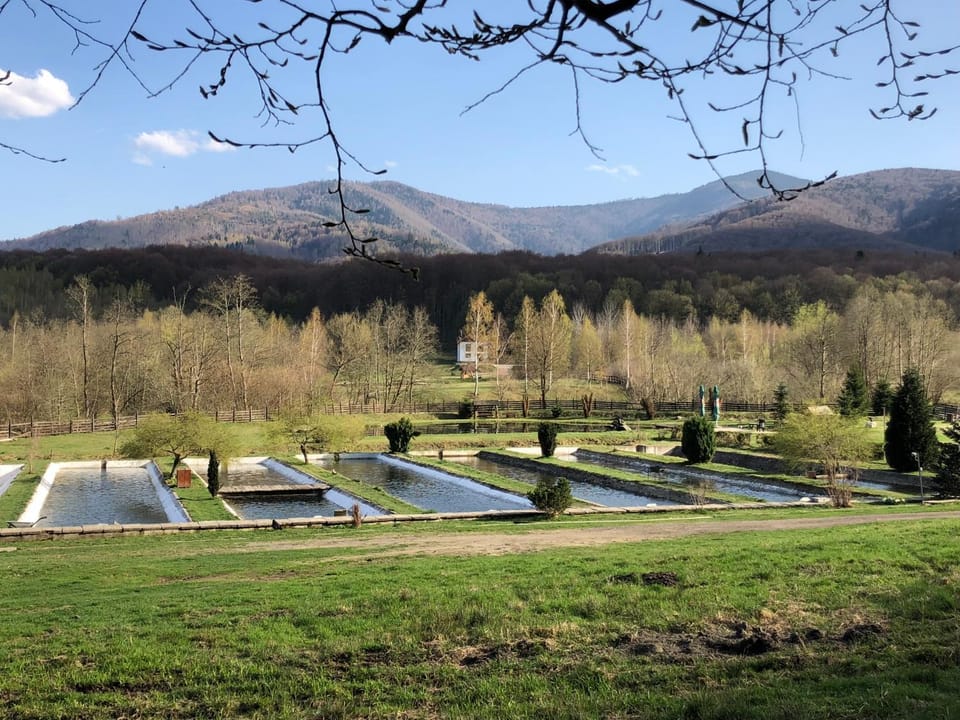Valea Salbatica Resort in Brașov County
