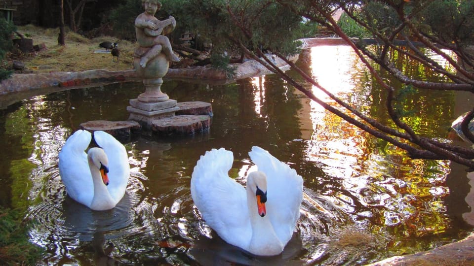 Natural landscape, Animals