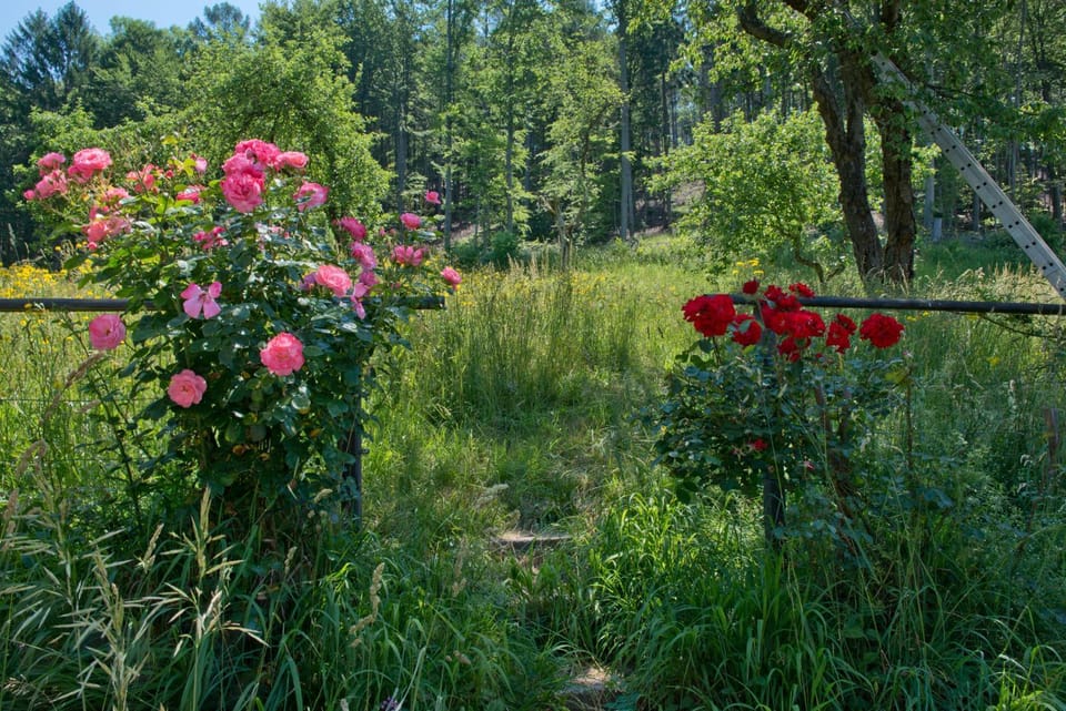 Natural landscape, Garden view