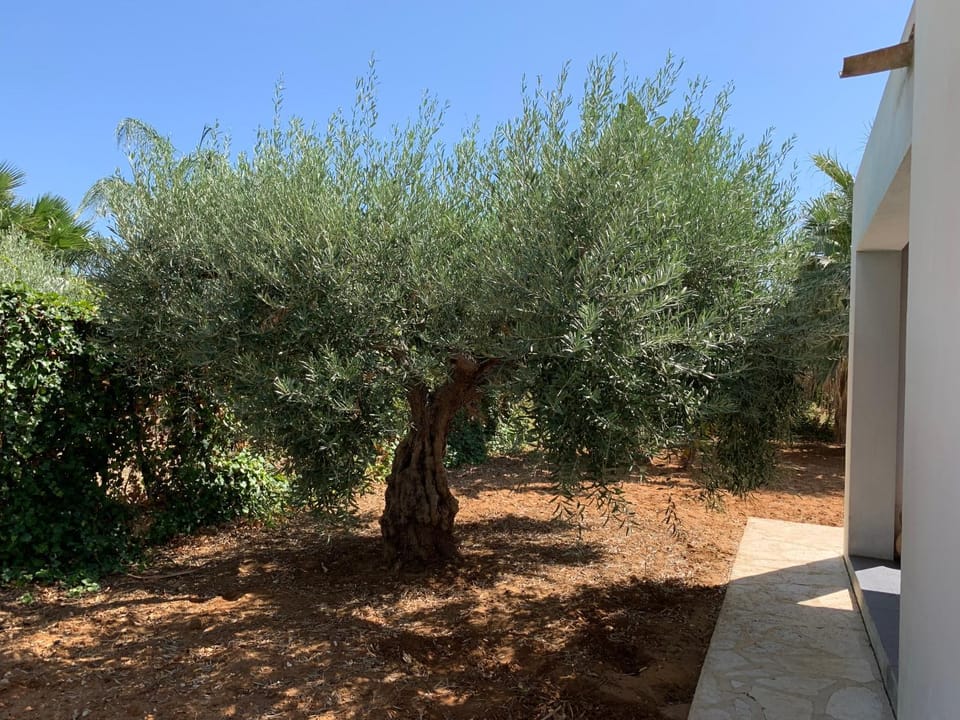 Day, Garden, Garden view