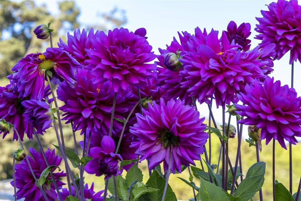 Poop Deck House in Fort Bragg