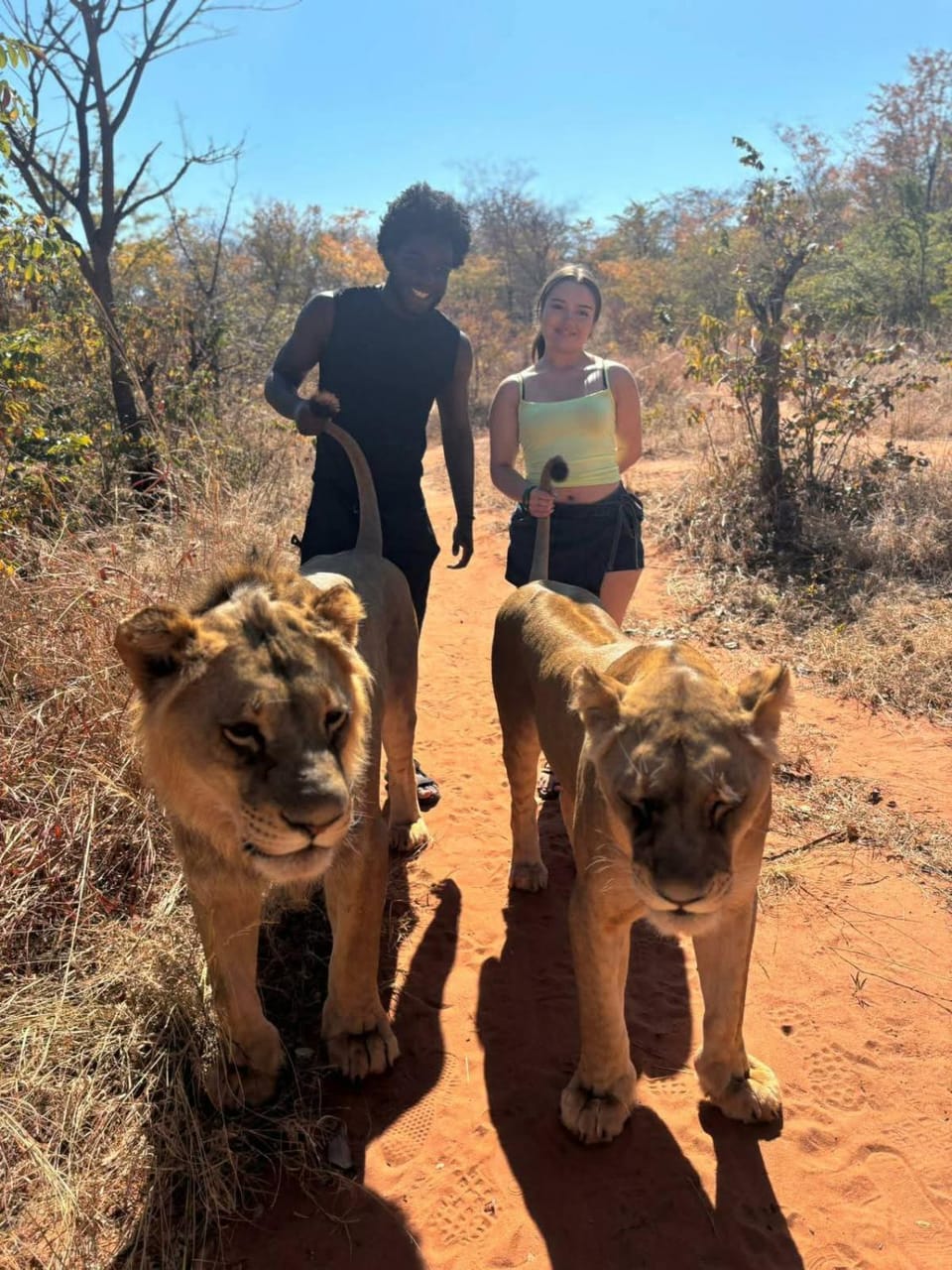 Activities, Animals, group of guests