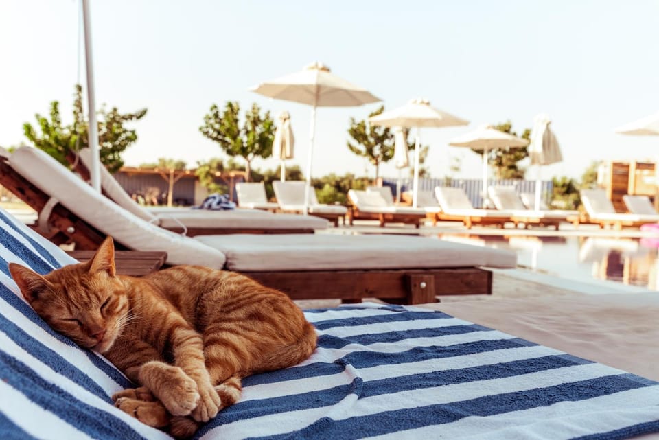 Swimming pool, Family