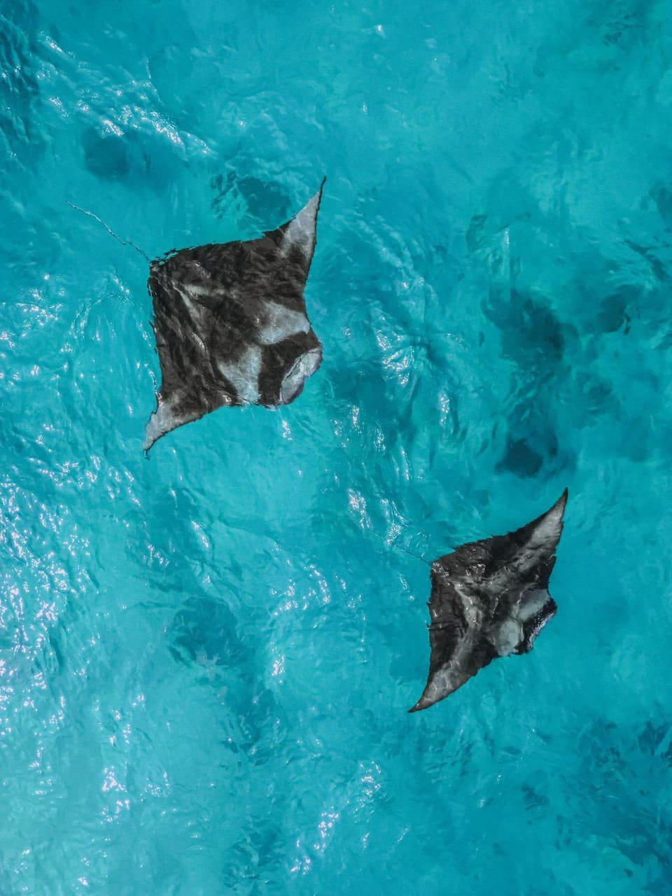 Animals