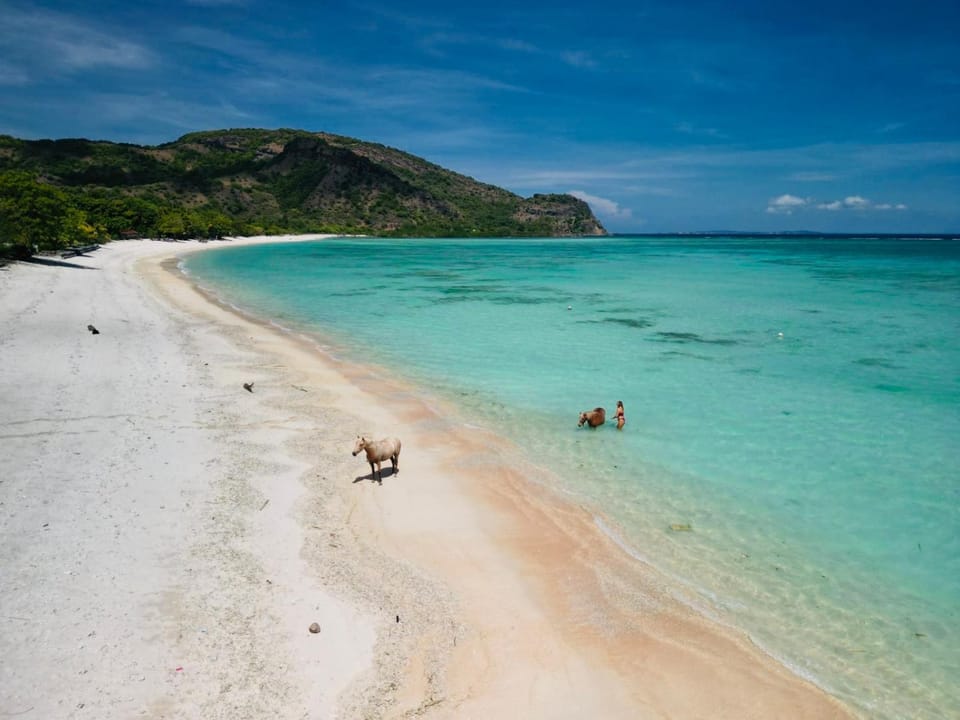 Scar Reef Resort - Beachfront Paradise HALF BOARD or NIGHT STAY Nature lodge in West Nusa Tenggara, Indonesia