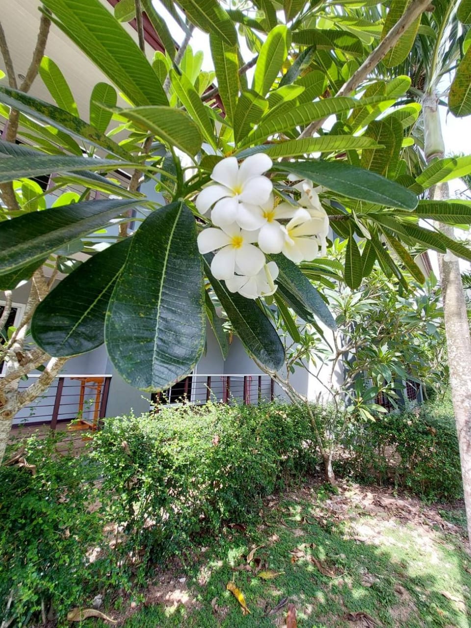 Day, Garden, Garden view