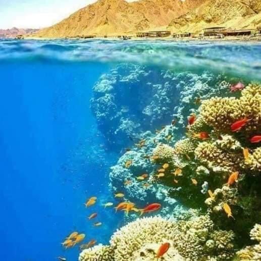 Half Moon - Sunny Dahab resort Apartment in South Sinai Governorate