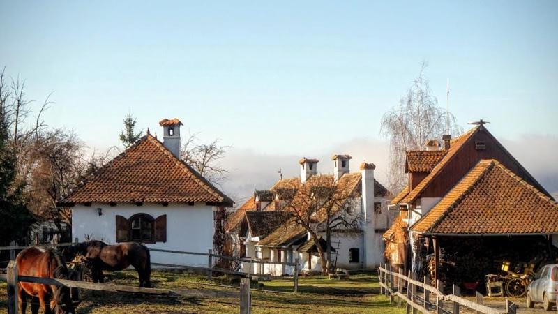 Property building, Day, Animals
