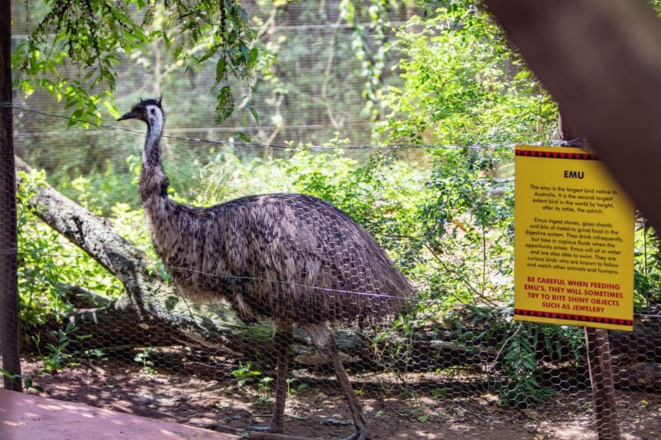 Animals