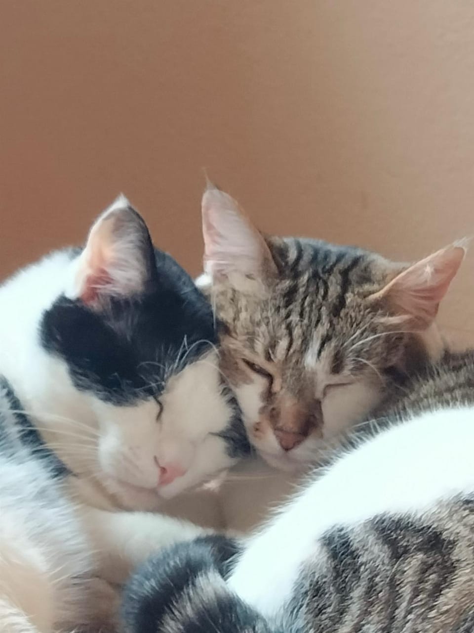 Pets