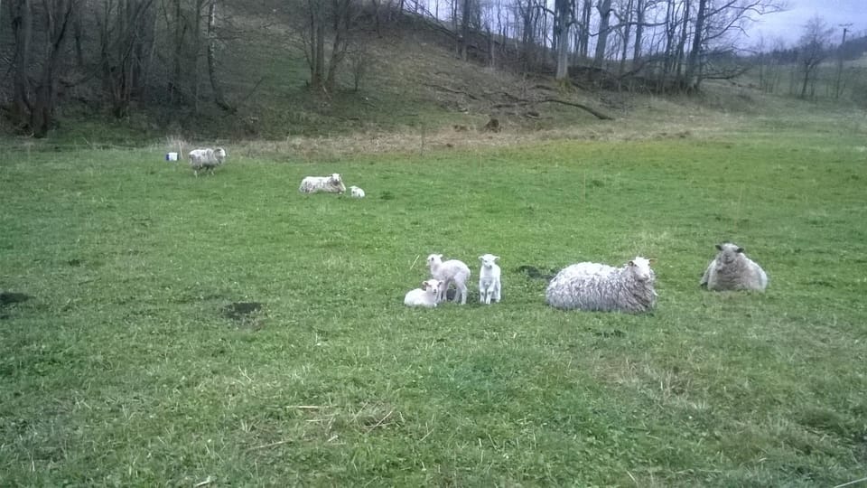 Animals