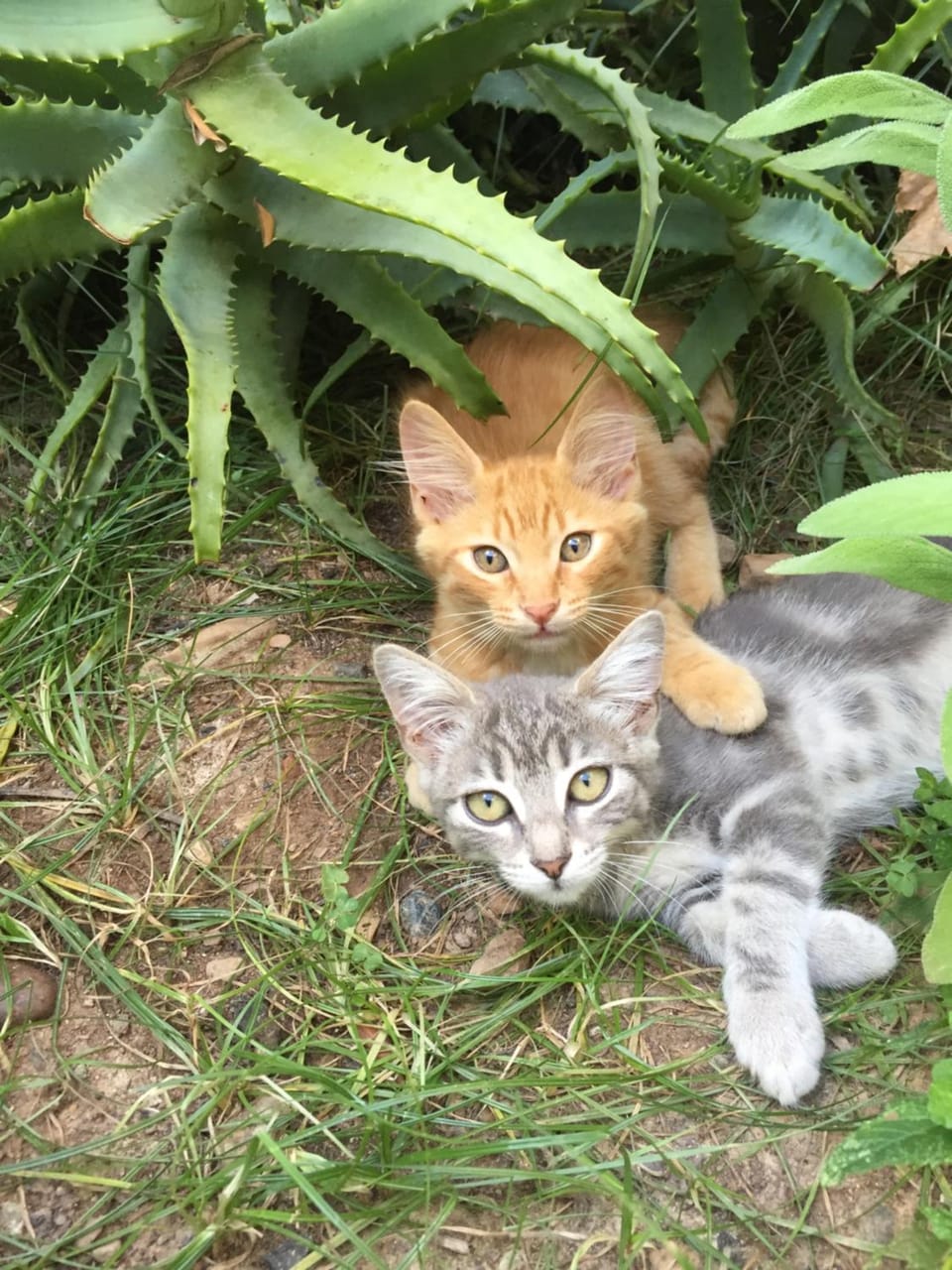 Animals