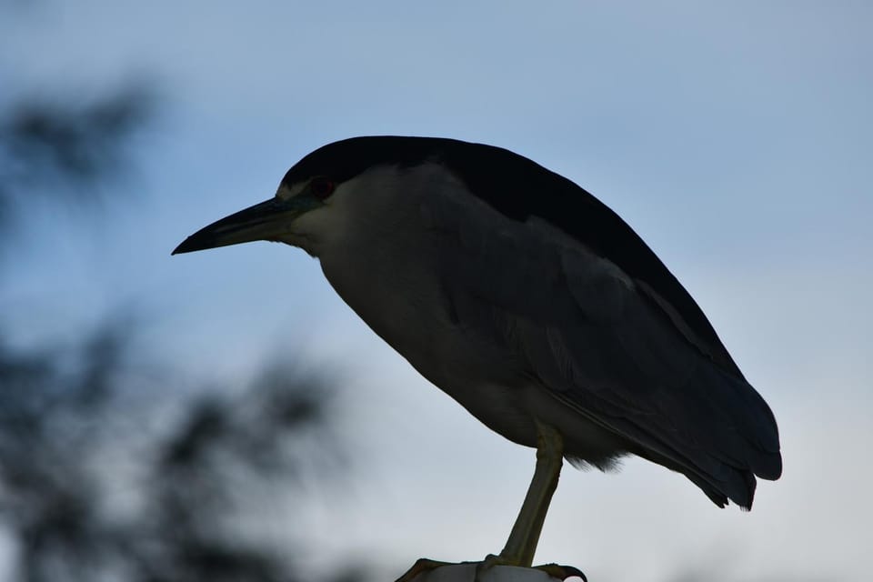 Pousada Barra Sul Inn in State of Santa Catarina