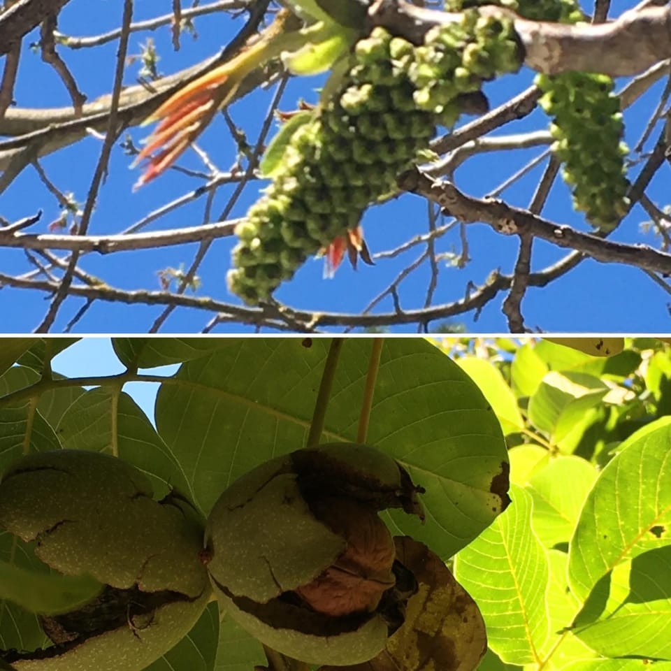 I TRE NOCI Apartment in Castel di Sangro