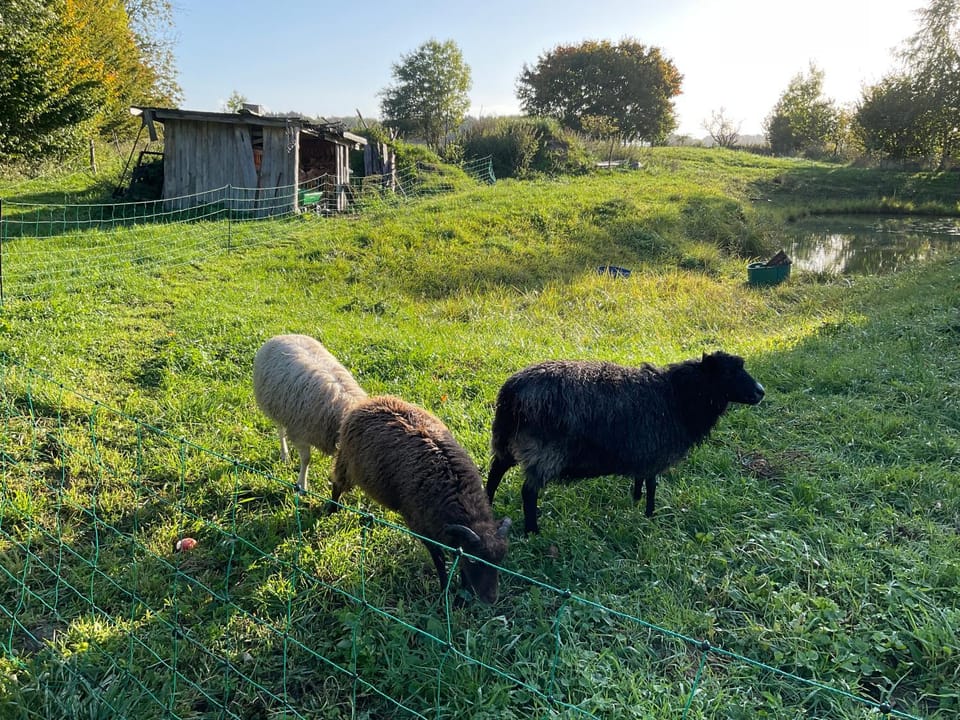 Animals