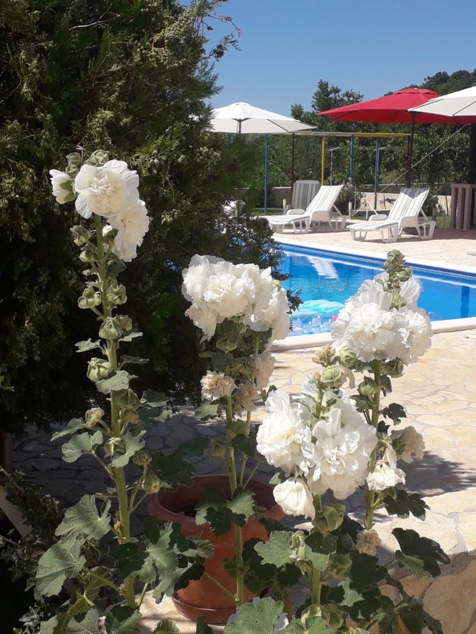 Pool view