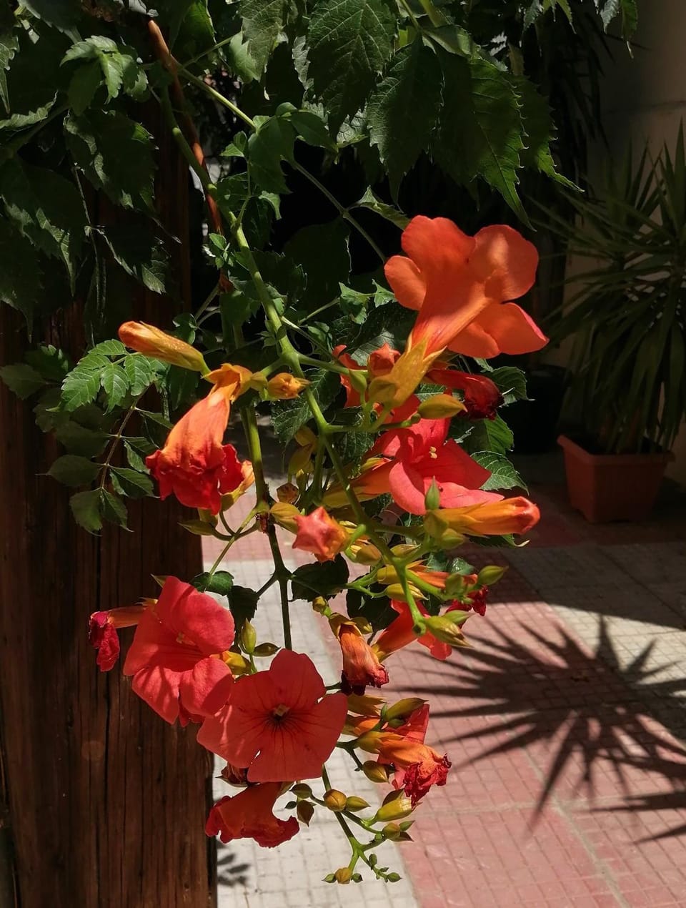Garden view