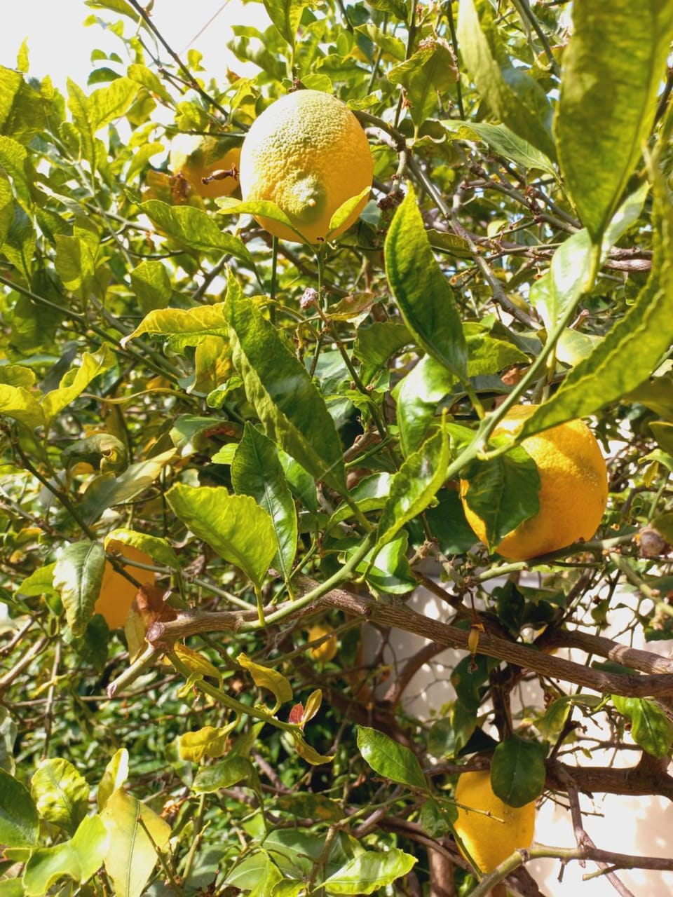 Villino San Martino Villa in Viareggio
