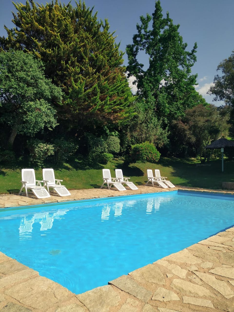 Garden, Pool view, Swimming pool, sunbed