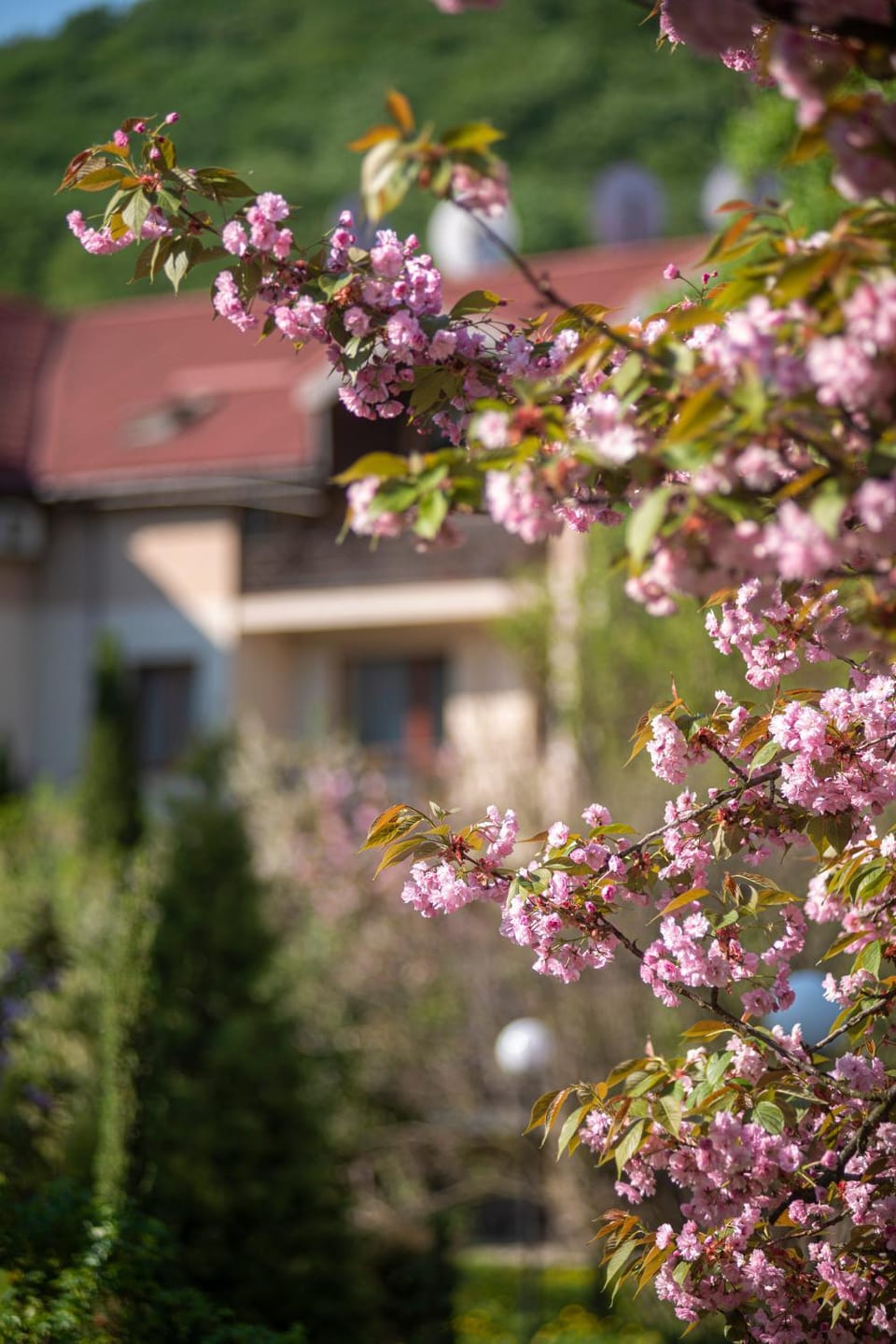 Property building, Spring, Natural landscape, Garden view