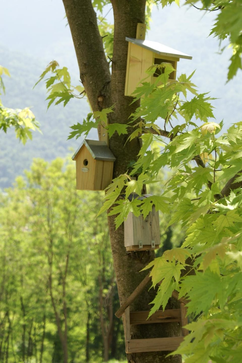 Coste del Gaggio - Country House B&B - Garda Trentino Bed and Breakfast in Trentino-South Tyrol
