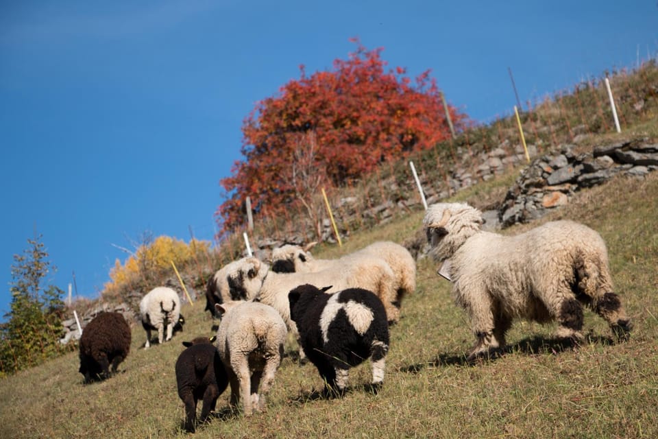 Off site, Day, Hiking, Animals, Animals, Autumn, Mountain view