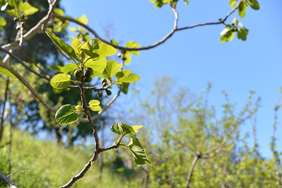 Spring, On site, Garden view