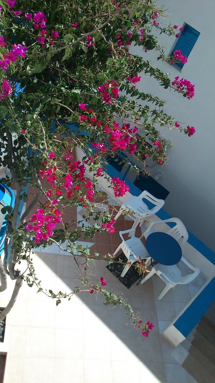 Patio, Spring