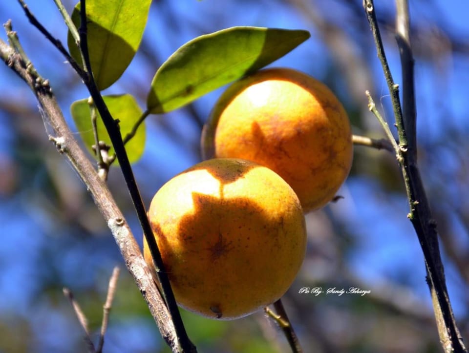 Orange Orchard Vacation rental in West Bengal